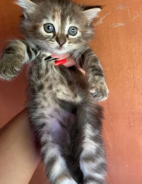 Cucciola simil Siberiano femmina
