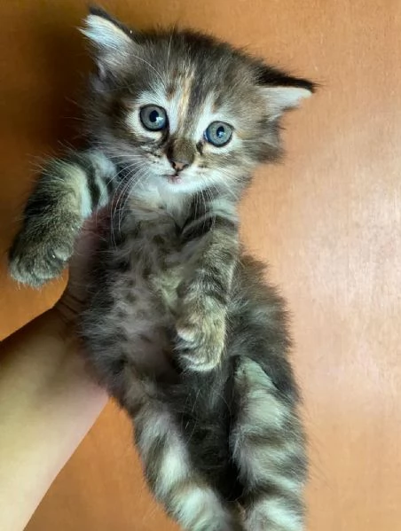 Cucciola simil Siberiano femmina | Foto 1
