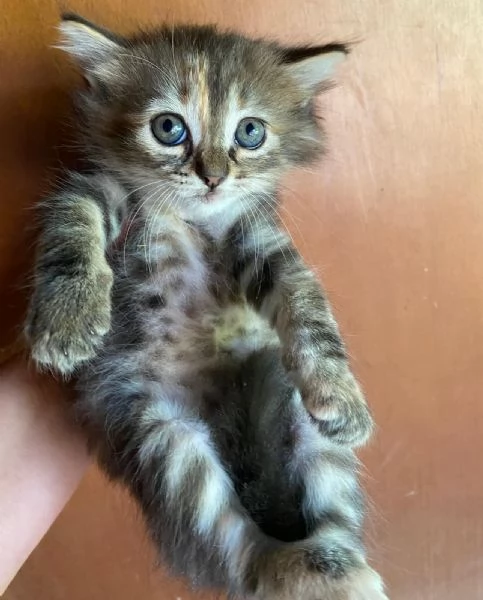 Cucciola simil Siberiano femmina | Foto 0