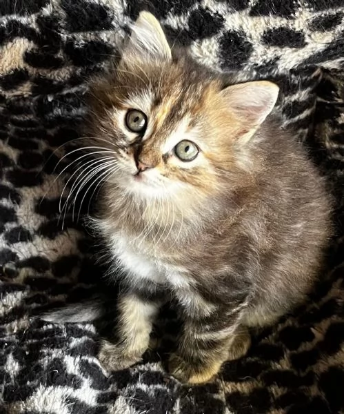 Gattina femmina simil Siberiano  | Foto 5