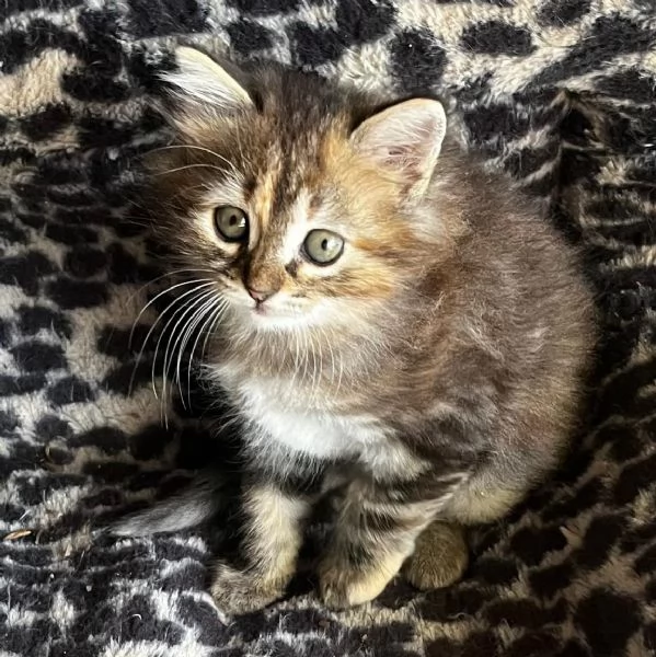 Gattina femmina simil Siberiano  | Foto 4