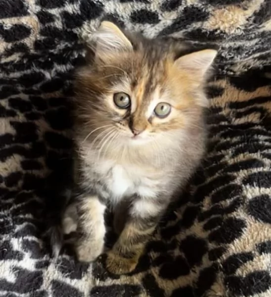 Gattina femmina simil Siberiano  | Foto 3