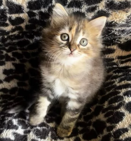 Gattina femmina simil Siberiano  | Foto 2