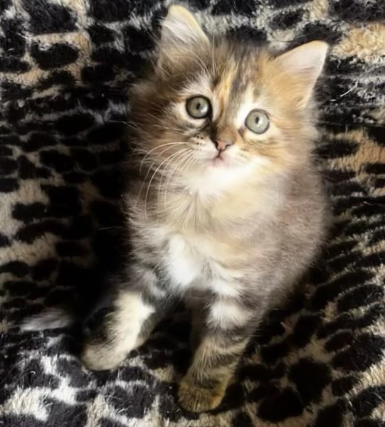 Gattina femmina simil Siberiano  | Foto 1