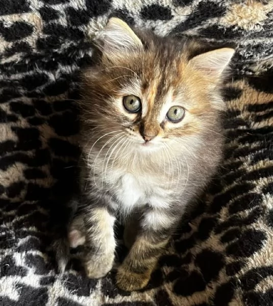 Gattina femmina simil Siberiano  | Foto 0