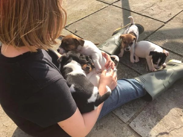 regalo jack russell terrier .