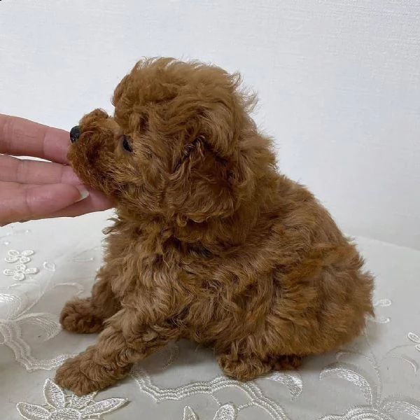  regalo barboncino cuccioli