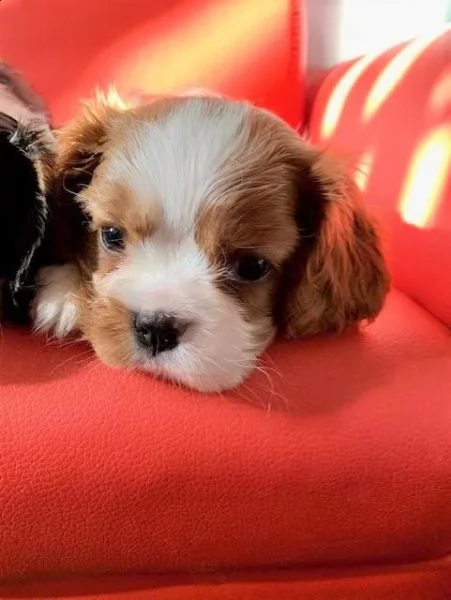 cuccioli di cavalier king  femminucce e maschietti disponibili per l'adozione gratuita 