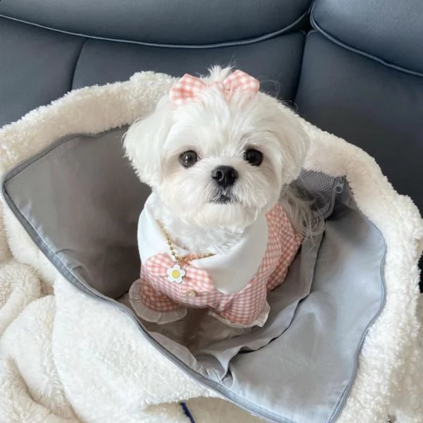 regalo preziosi maltes!!!!!!!!