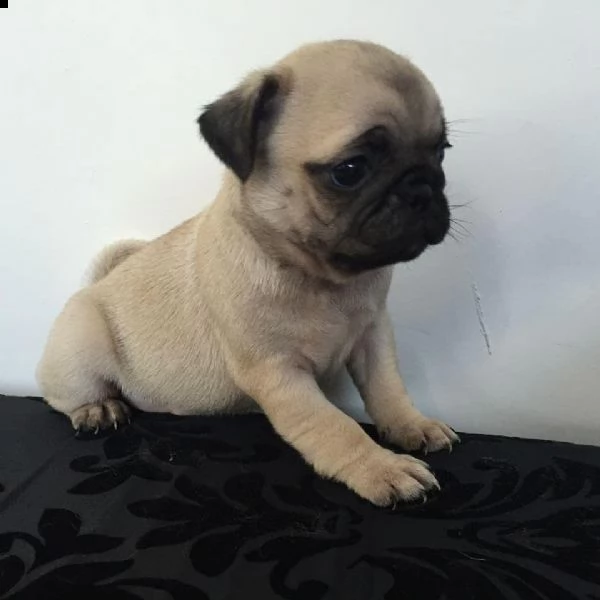 regalo cuccioli di carlino !(?()