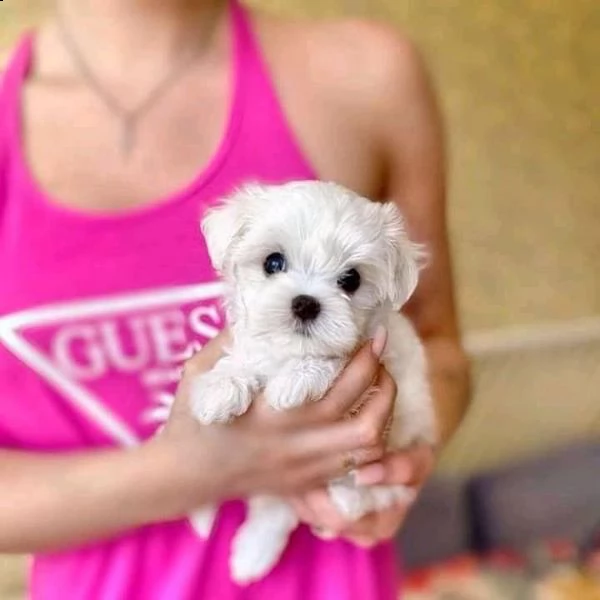 giocosi cuccioli di maltese in tazza da tè per l'adozione