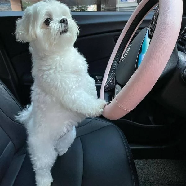 ## giocoso teacup cuccioli di maltese in adozione ####