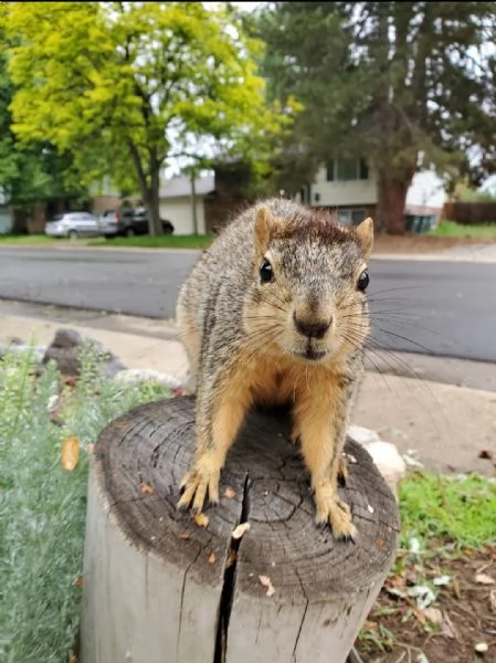 scoiattolo prezioso in vendita♧♧♧♧
