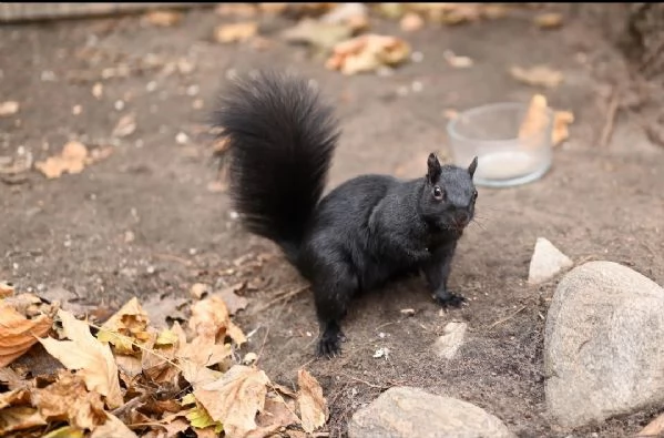 scoiattolo prezioso in vendita