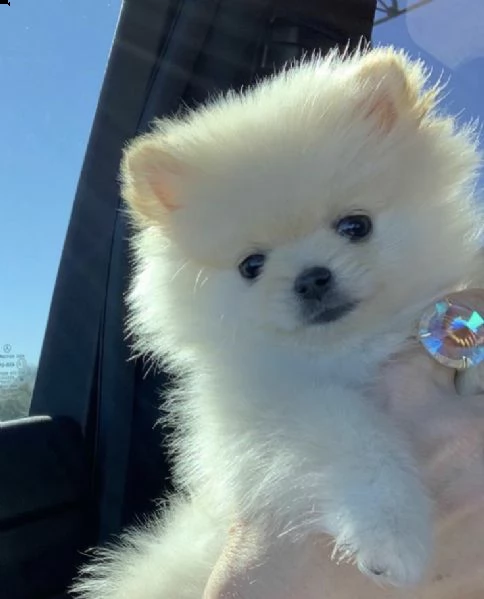 preziosi cuccioli di pomerania in adozione!!!!!![at][at]!