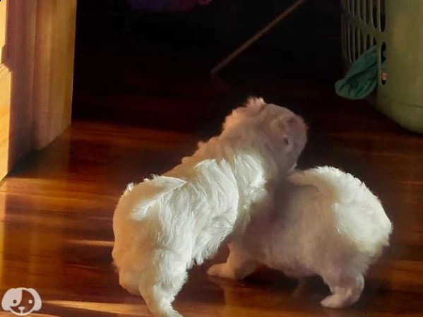 bellissimi cuccioli giocattolo maltesi maschio e femmina | Foto 1