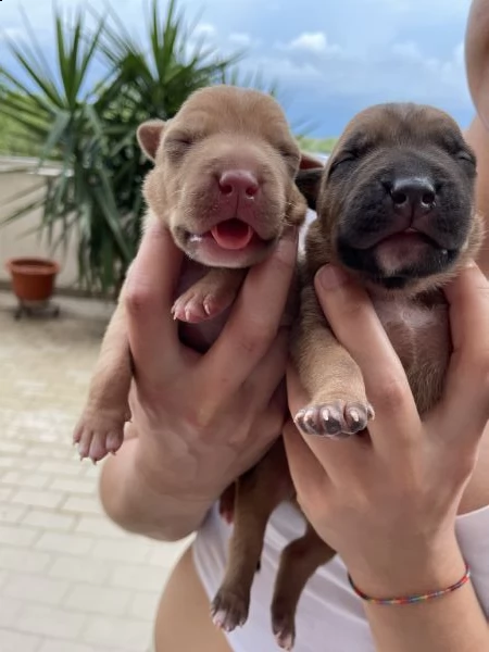 vendesi cuccioli american pitbull terrier blue nose e red nose | Foto 3