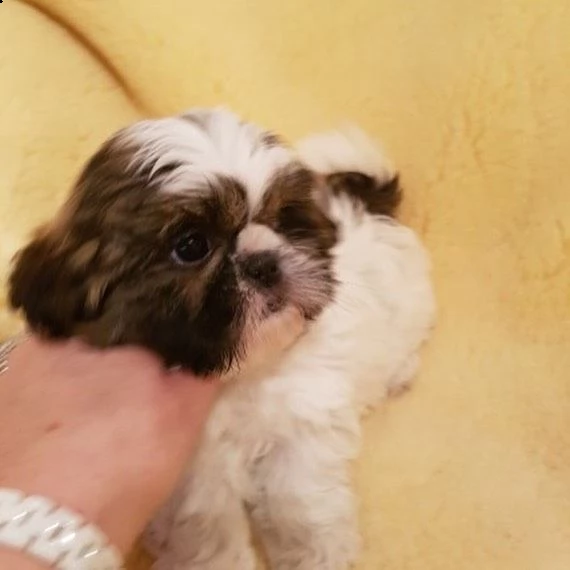disponibili cuccioli di shih tzu in regalo | Foto 0