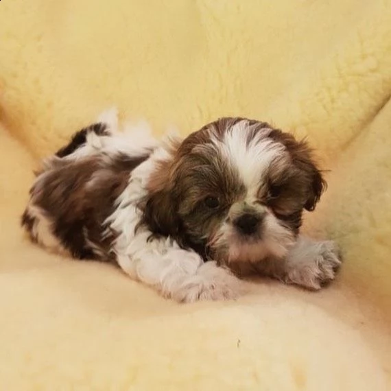 disponibili cuccioli di shih tzu in regalo