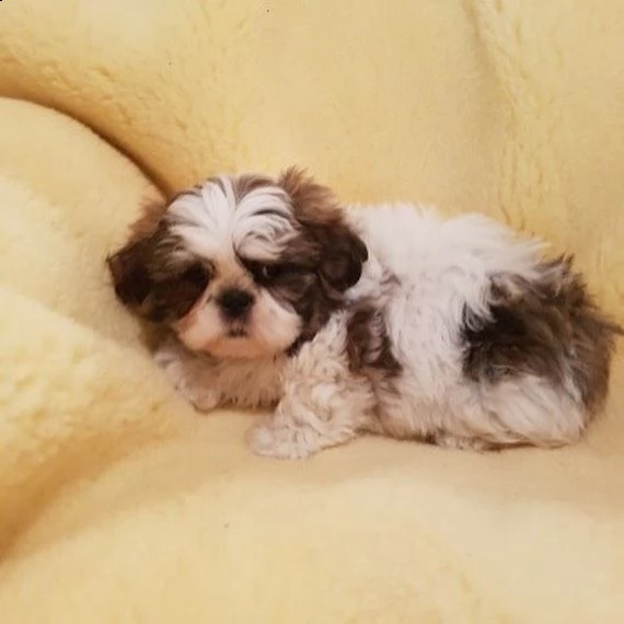 disponibili cuccioli di shih tzu in regalo.