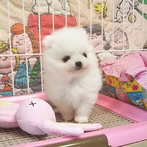 regalo pomerania | Foto 0
