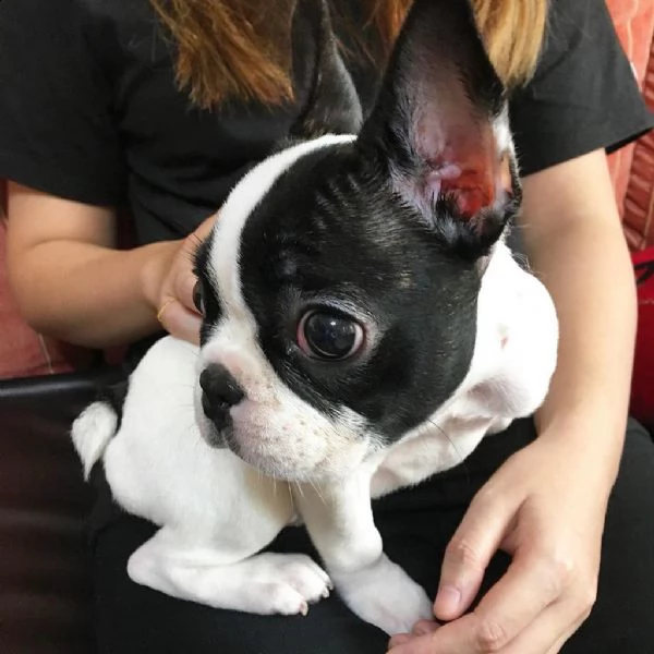 bouledogue - bulldog francese | Foto 0