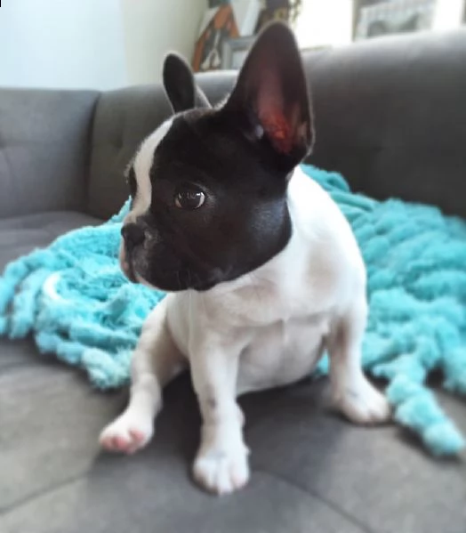 bouledogue - bulldog francese