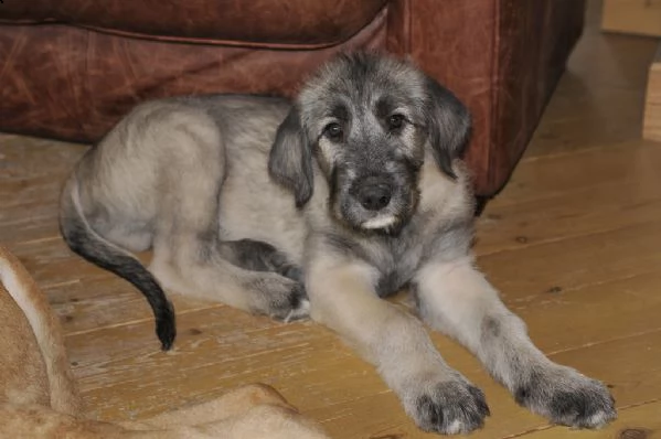 disponibili cuccioli levriero irlandese