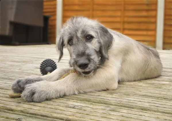 disponibili cuccioli levriero irlandese | Foto 0