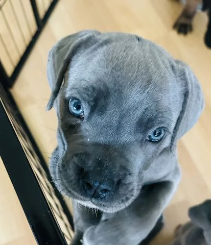 cane corso puppies for sale  | Foto 3