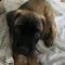 cane corso puppies for sale  | Foto 2