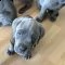 cane corso puppies for sale  | Foto 1