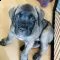 cane corso puppies for sale  | Foto 0