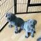 cane corso puppies for sale 