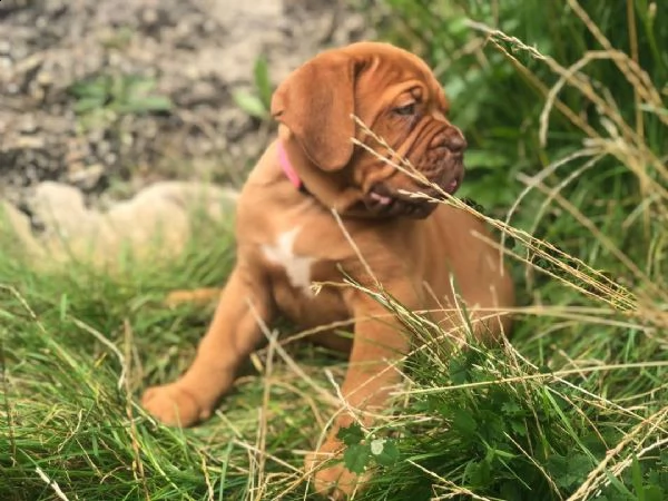 regalo bellissimi maschi e femmine dogue de bordeaux cuccioli 
