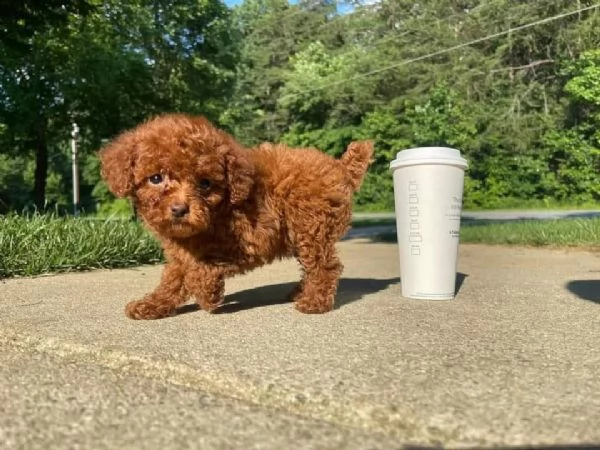 cuccioli di barboncini toy! | Foto 0