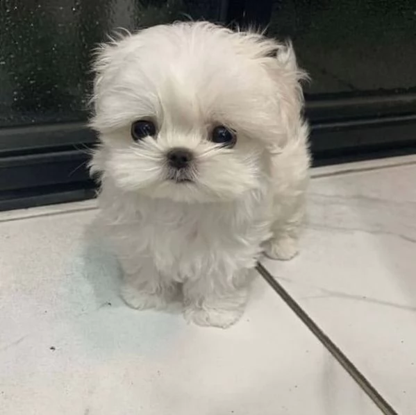 regalo preziosi maltes♧♧♧♧♧