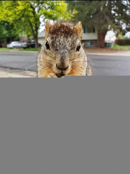scoiattolo prezioso in vendita