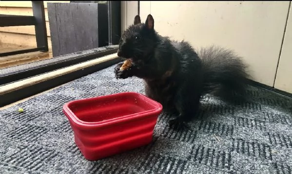 scoiattolo prezioso in vendita