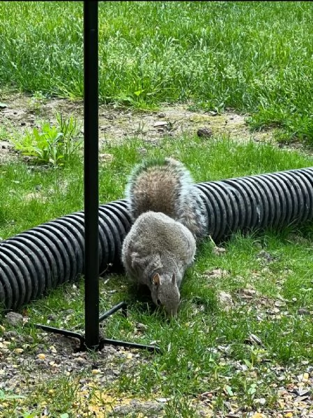 scoiattolo prezioso in vendita////////