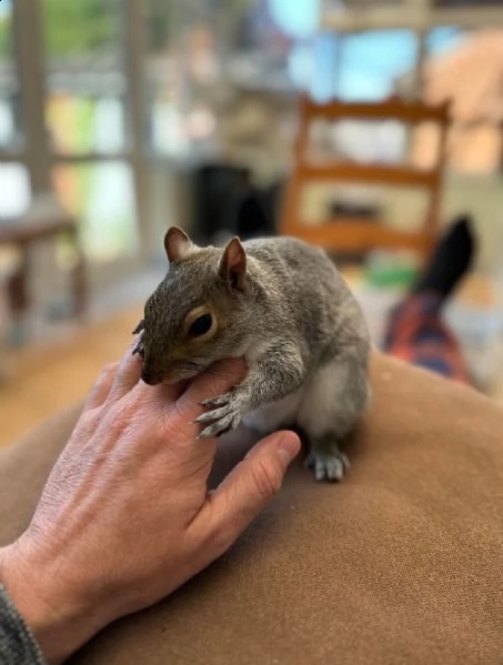 scoiattolo prezioso in vendita¿¿¿¿¿¿¿¿