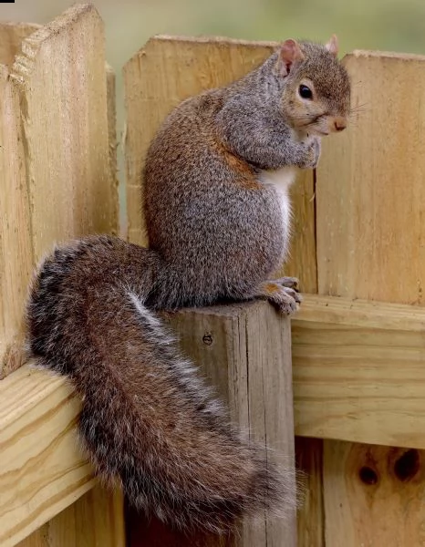 scoiattolo prezioso in vendita=====