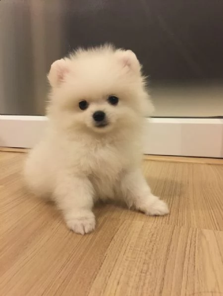 regala cuccioli di pomerania maschi e femmine in adozione