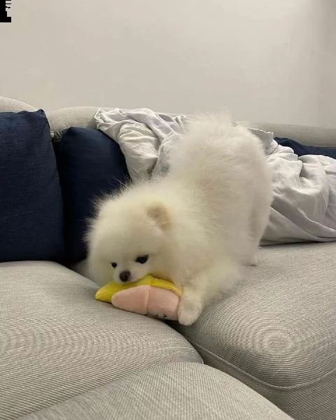 preziosi cuccioli di pomerania in adozione