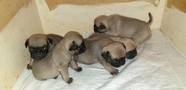 regalo cucciolo da volontario....;