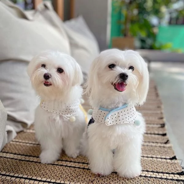 regalo cucciolo maltese da privato,,,.