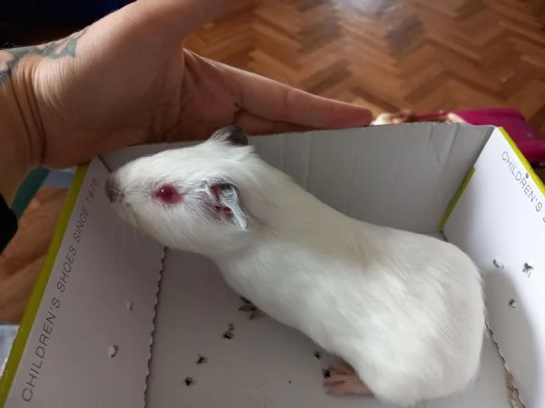 CAVIE /PORCELLINI D'INDIA | Foto 1