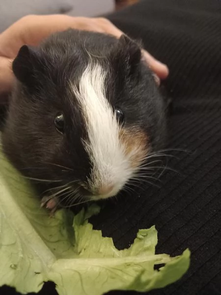 CAVIE /PORCELLINI D'INDIA | Foto 0