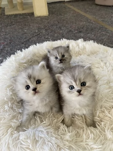 cuccioli persiano chinchilla | Foto 0