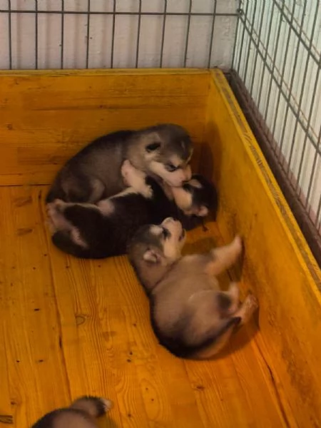 Cuccioli Alaskan Malamute – allevamento trentennale | Foto 2